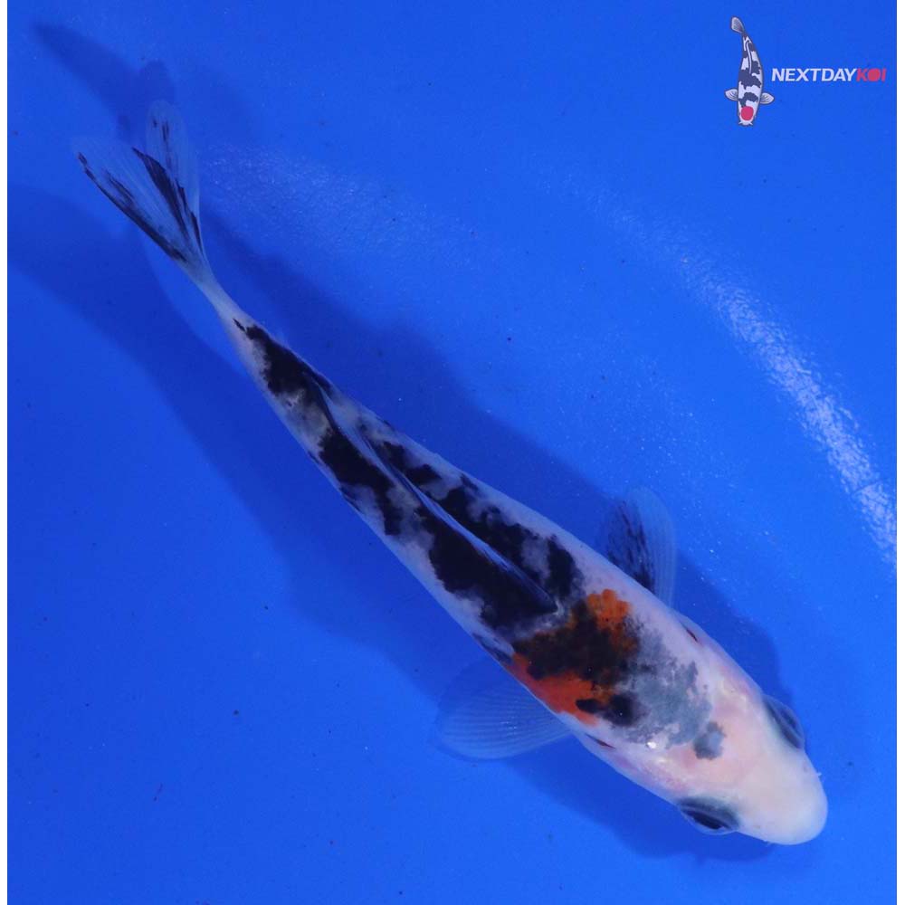 3.5” Imported Sanke