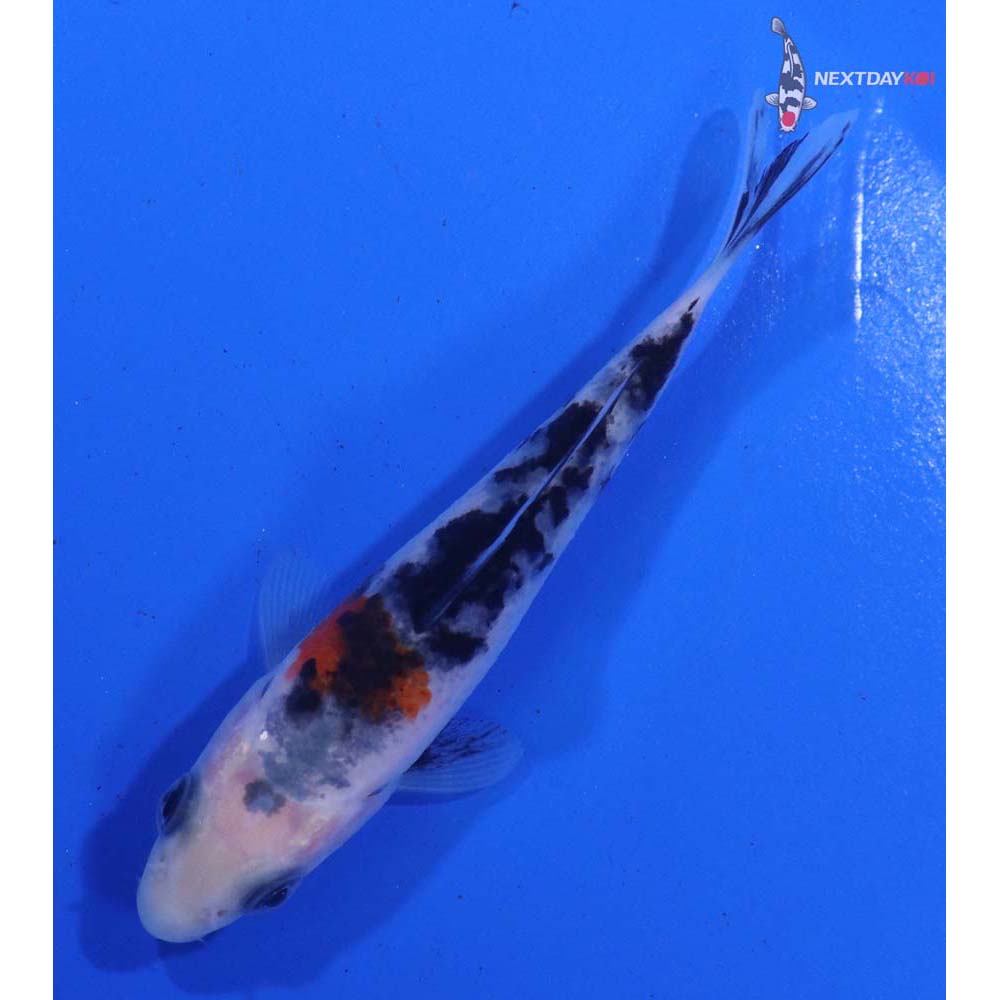 3.5” Imported Sanke