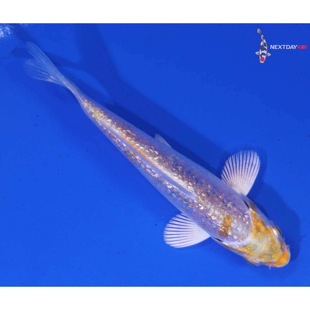 3.5” Imported Gin Rin Lemon Hariwake