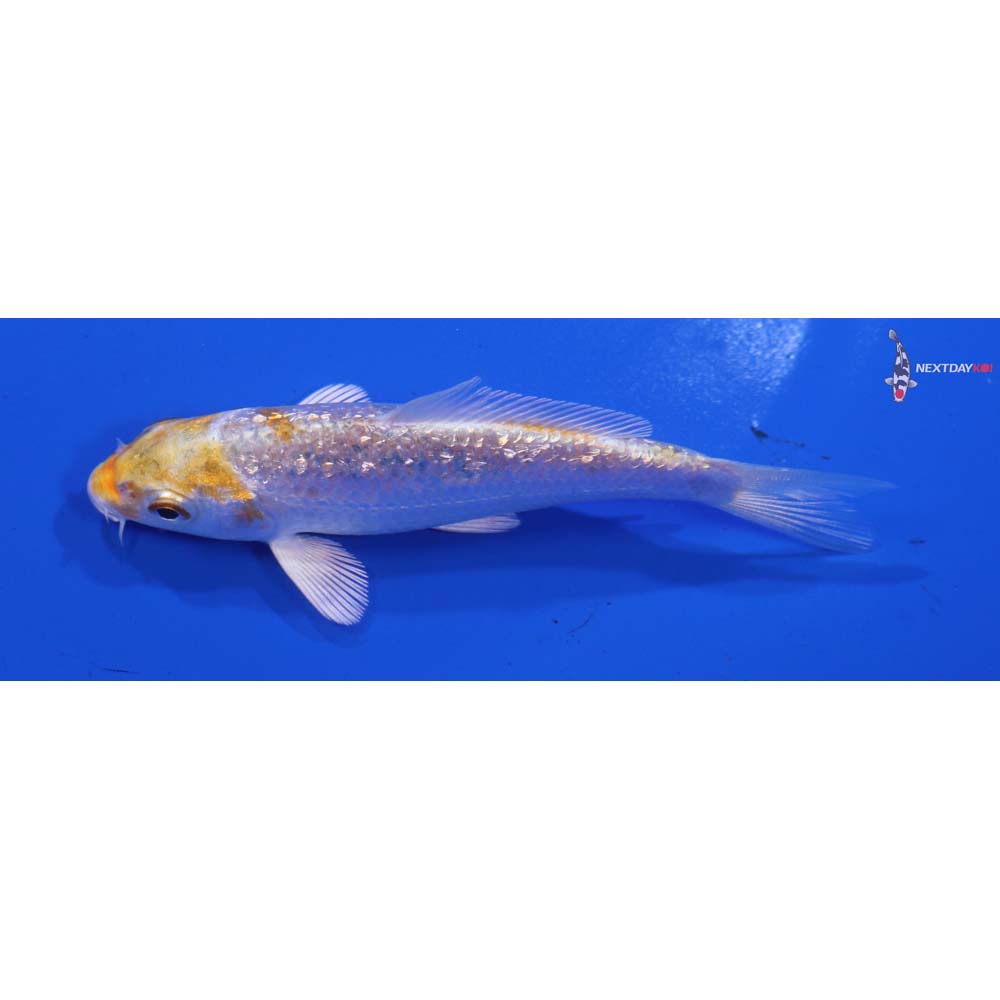 3.5” Imported Gin Rin Lemon Hariwake