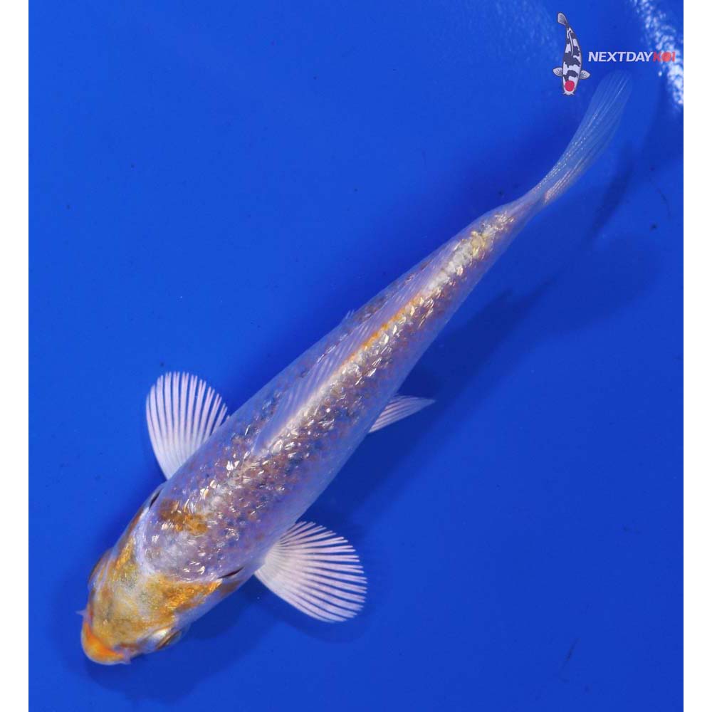 3.5” Imported Gin Rin Lemon Hariwake