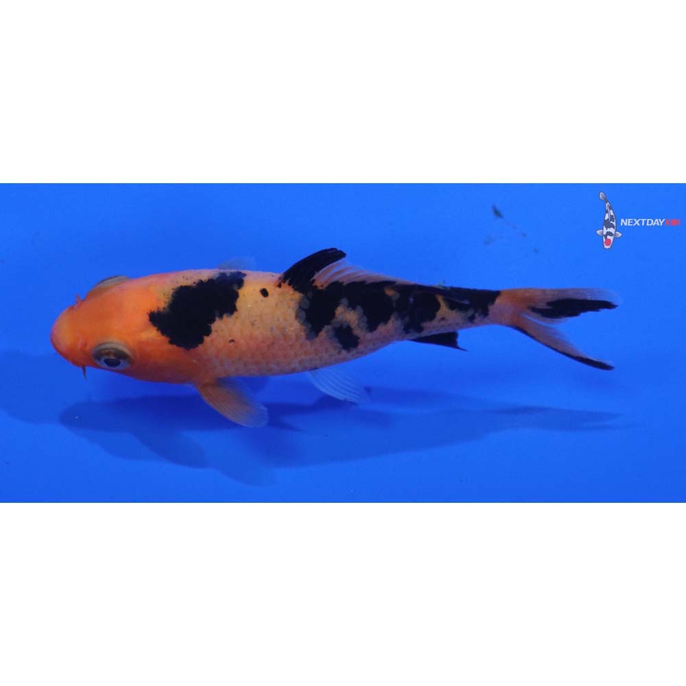 3” Imported Aka Bekko