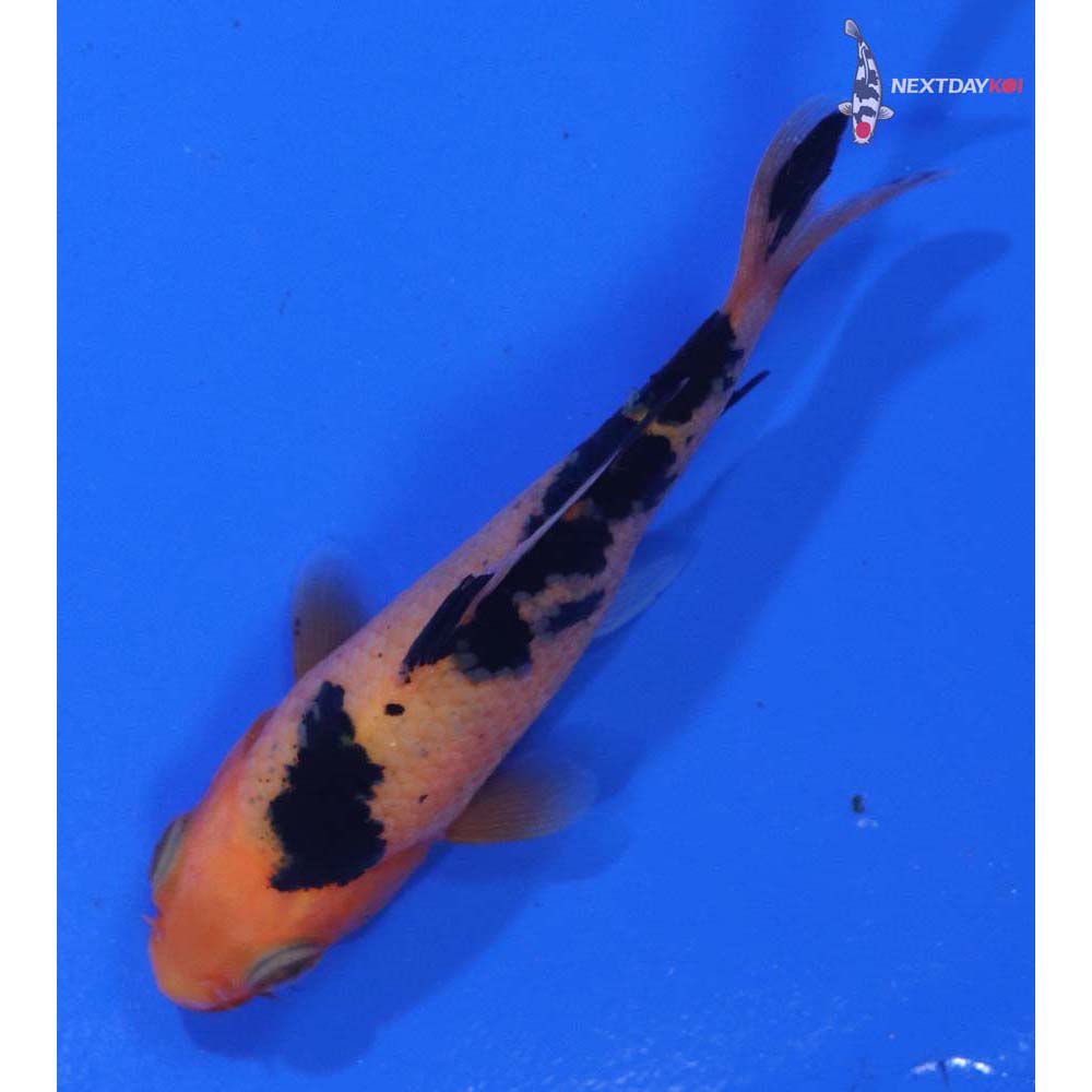 3” Imported Aka Bekko