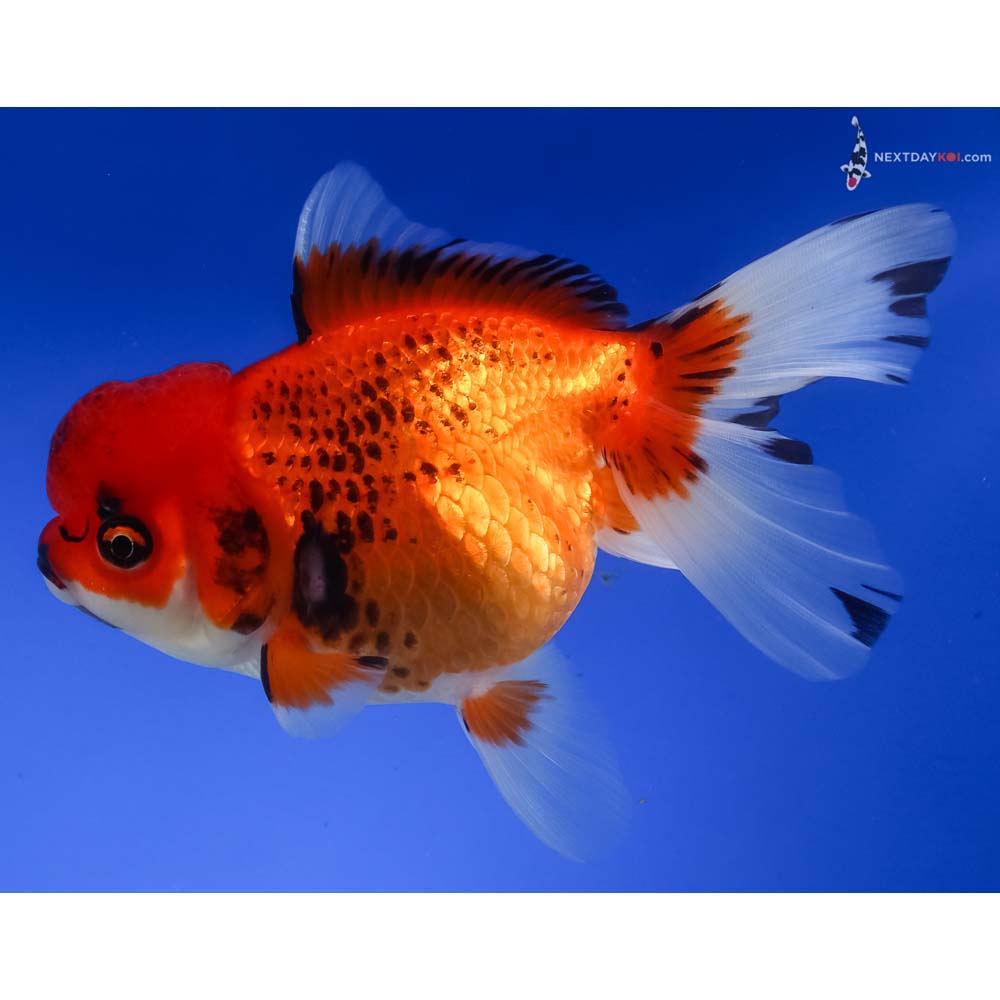 5.5” Imported Tri Color Oranda