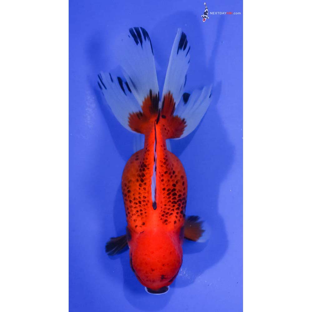 5.5” Imported Tri Color Oranda
