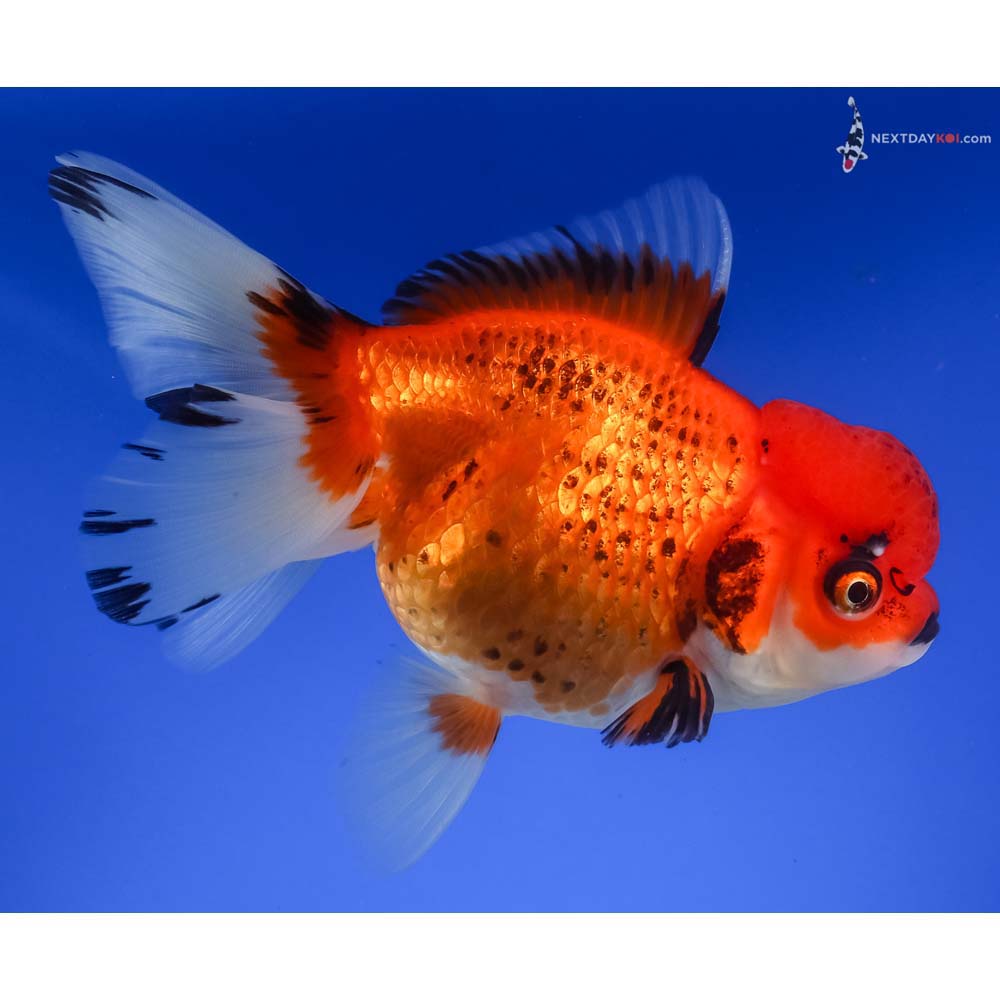 5.5” Imported Tri Color Oranda