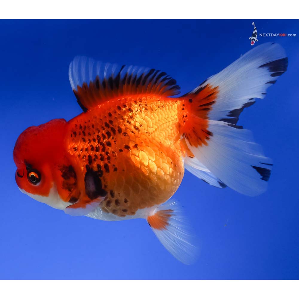 5.5” Imported Tri Color Oranda