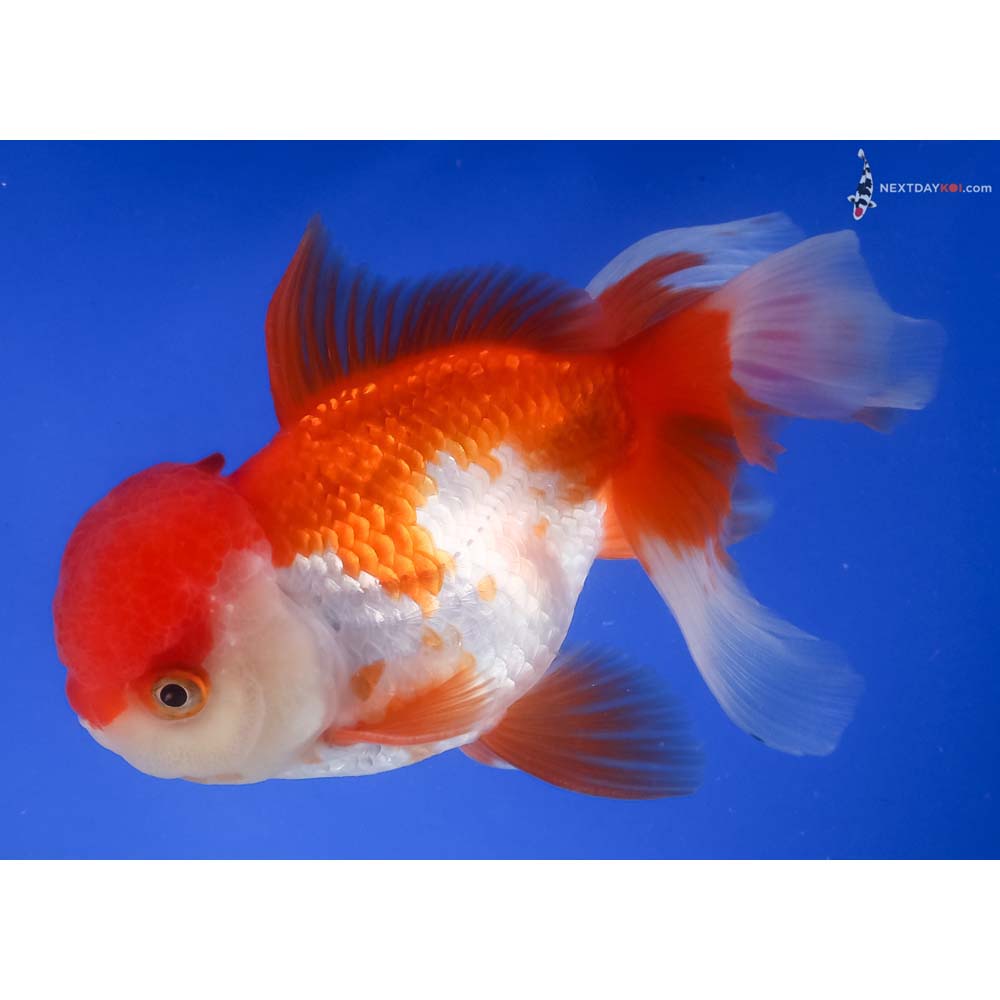 5.5” Imported Red and White Oranda