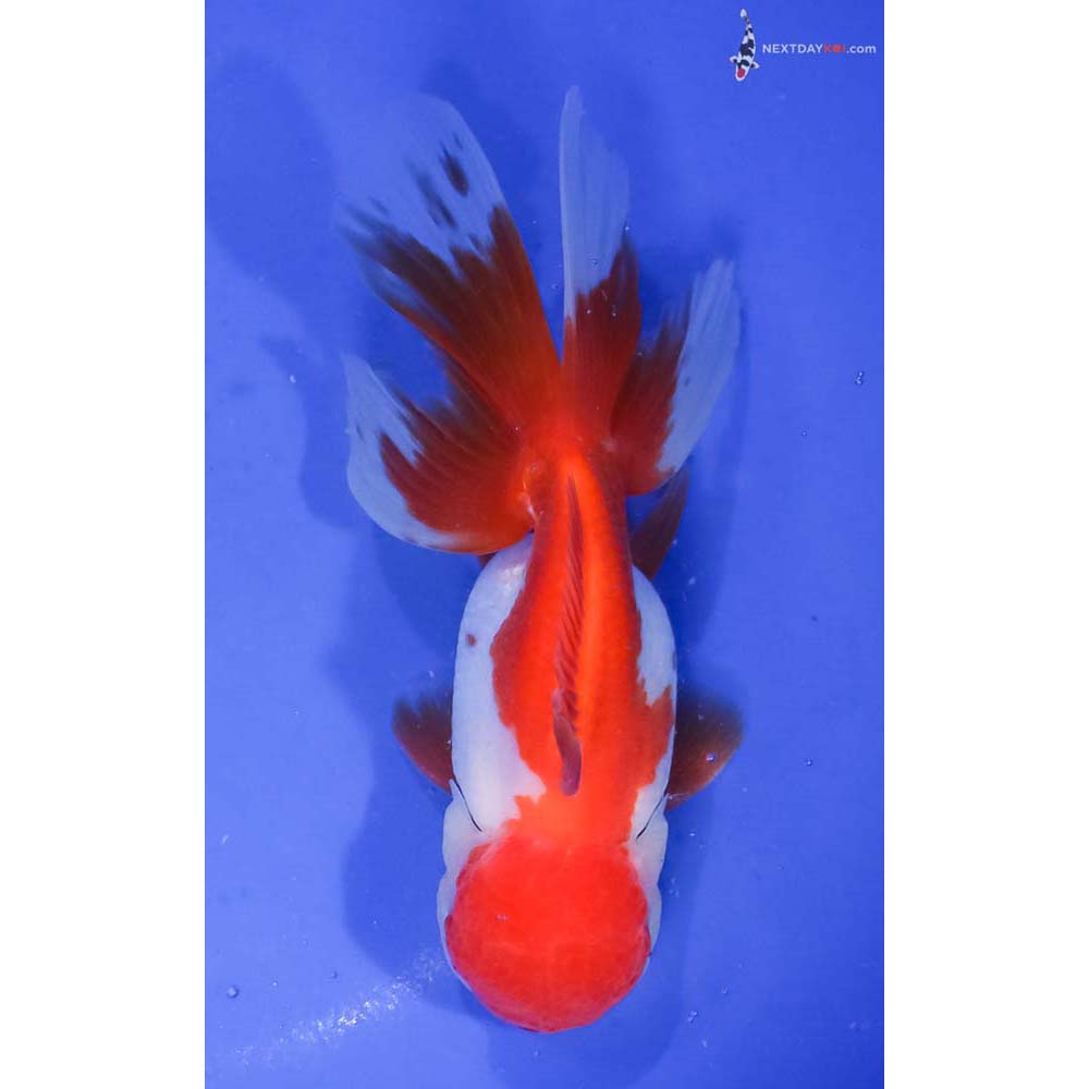 5.5” Imported Red and White Oranda