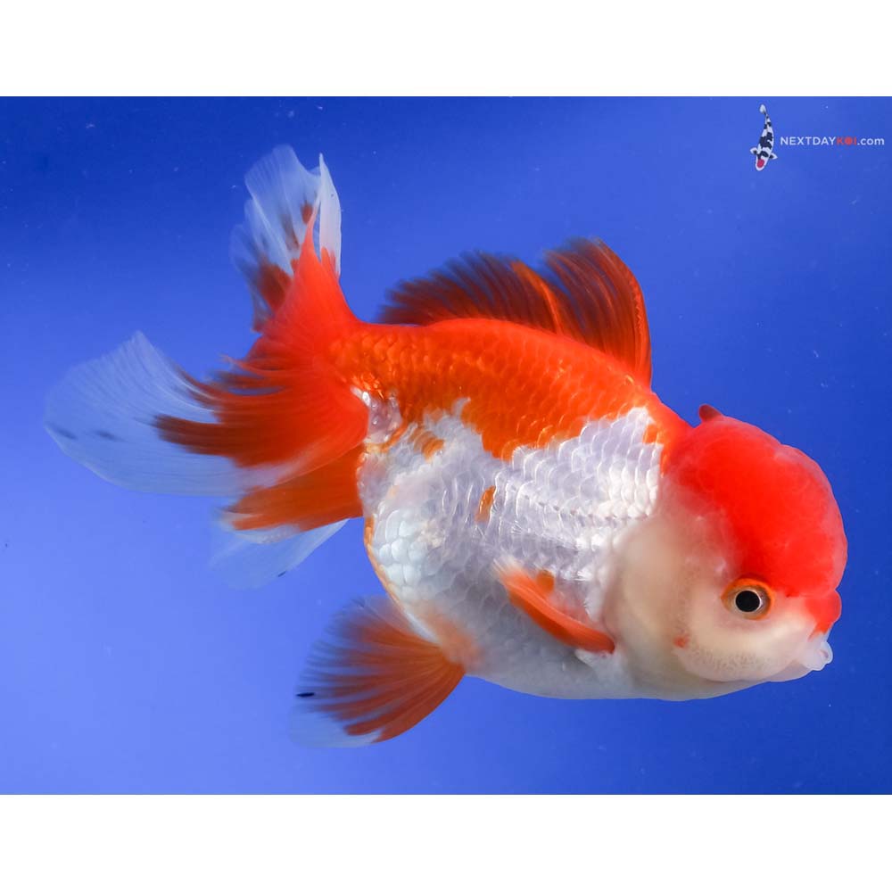 5.5” Imported Red and White Oranda