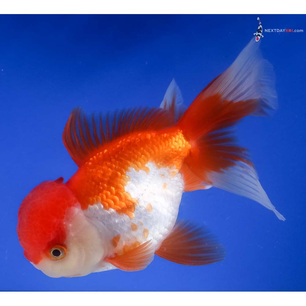 5.5” Imported Red and White Oranda