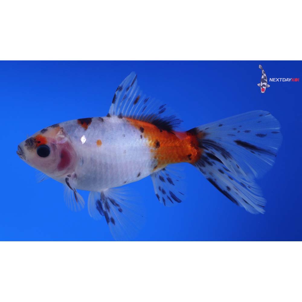 5” Imported Bristol Shubunkin