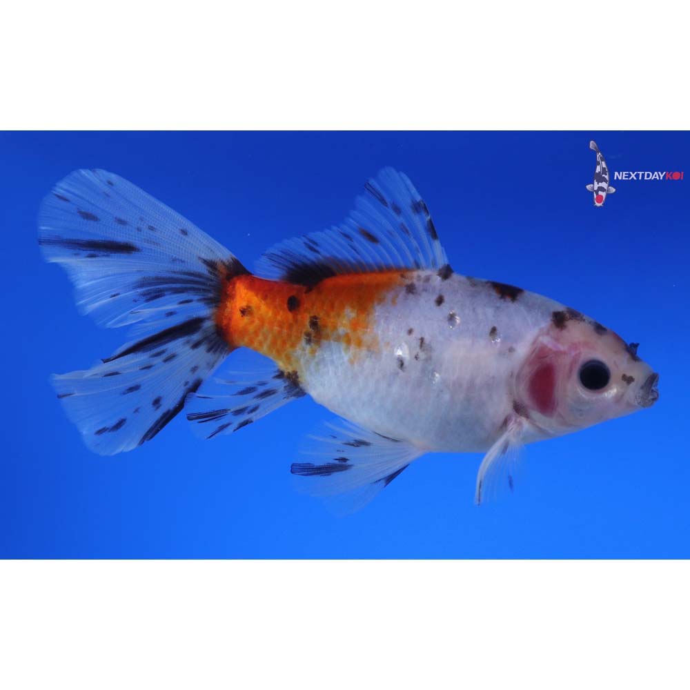 5” Imported Bristol Shubunkin