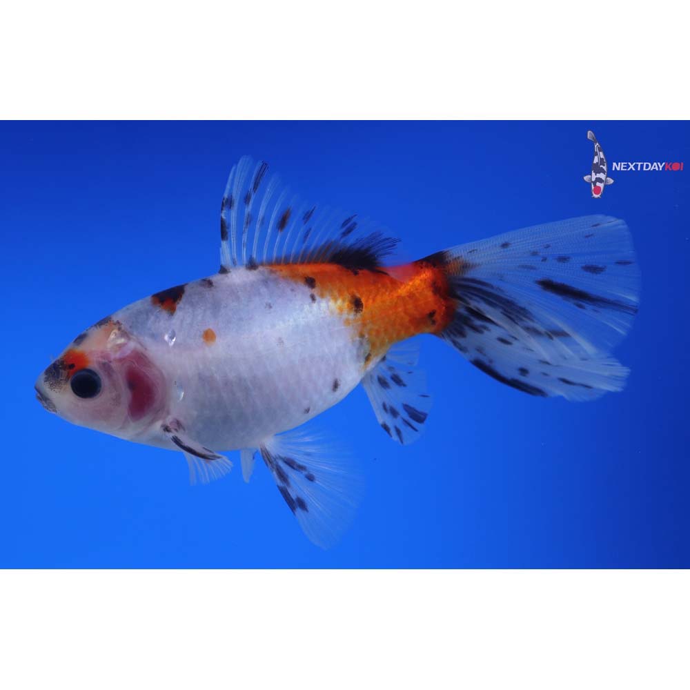 5” Imported Bristol Shubunkin