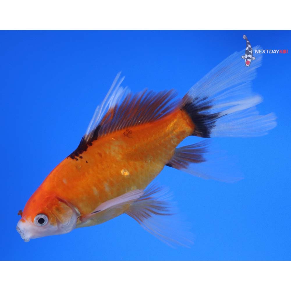 5” Imported Bristol Shubunkin