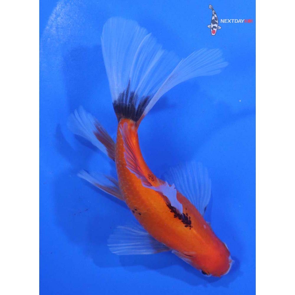 5” Imported Bristol Shubunkin