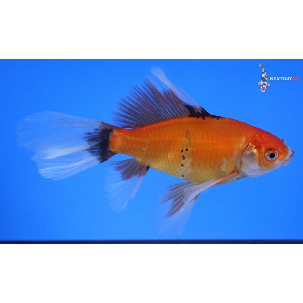 5” Imported Bristol Shubunkin