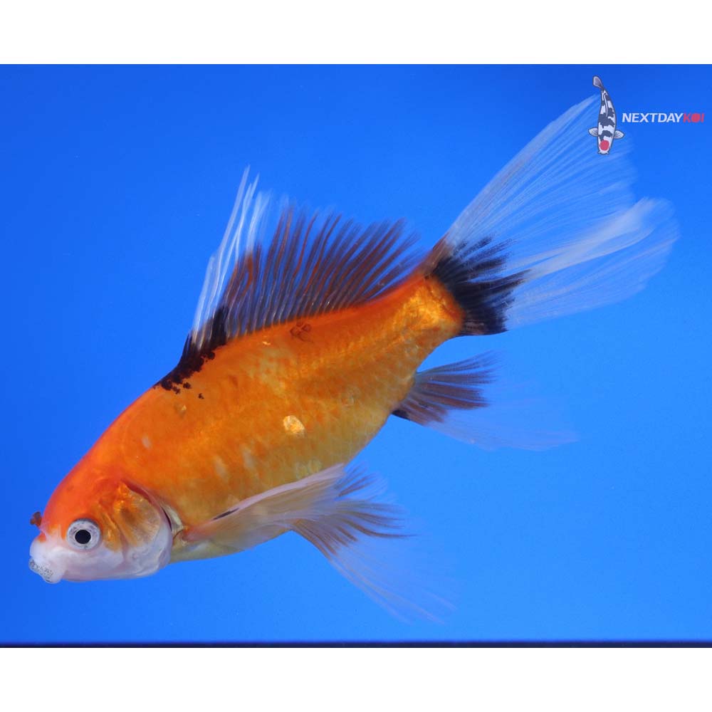 5” Imported Bristol Shubunkin