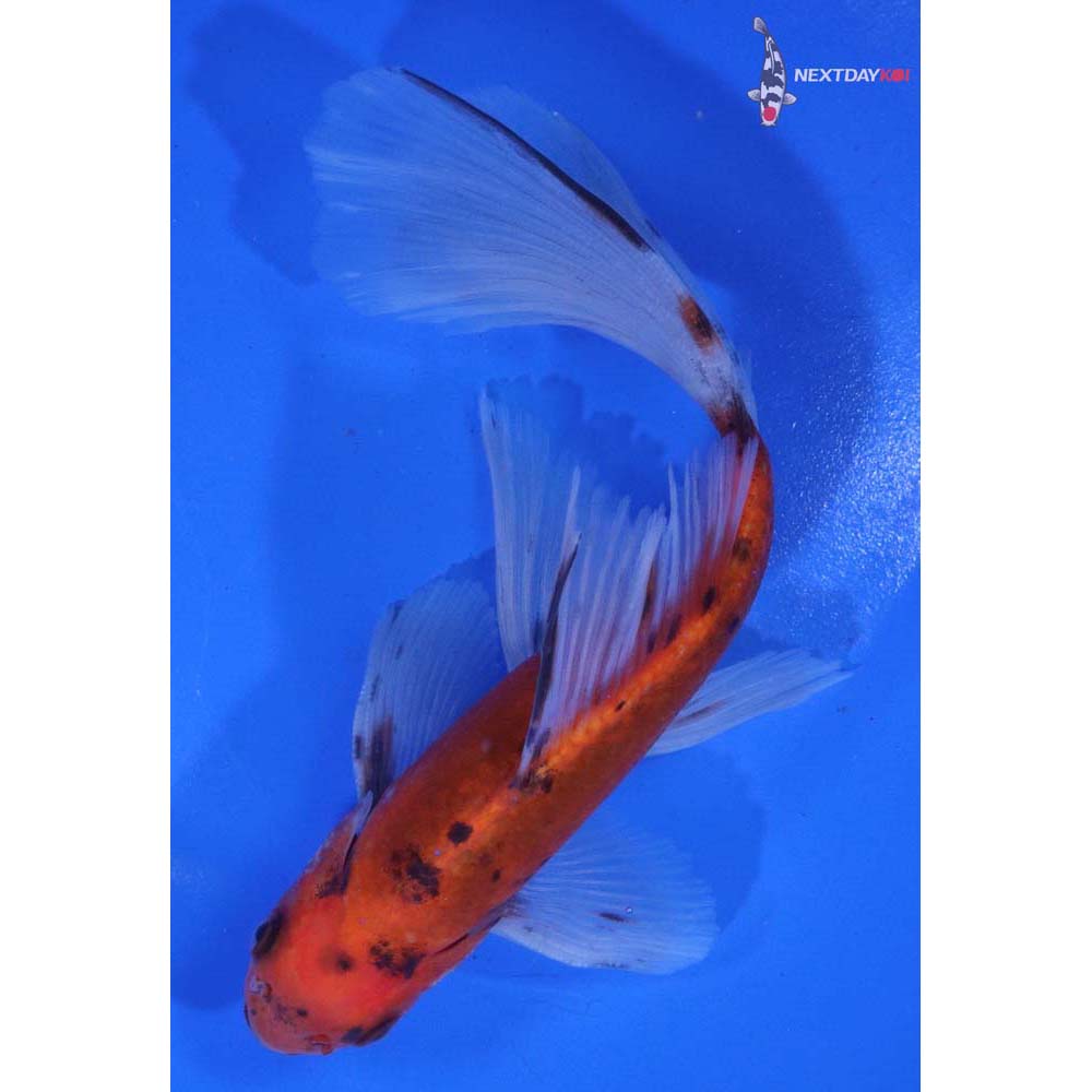 6” Imported Bristol Shubunkin