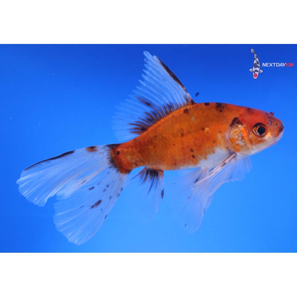 6” Imported Bristol Shubunkin