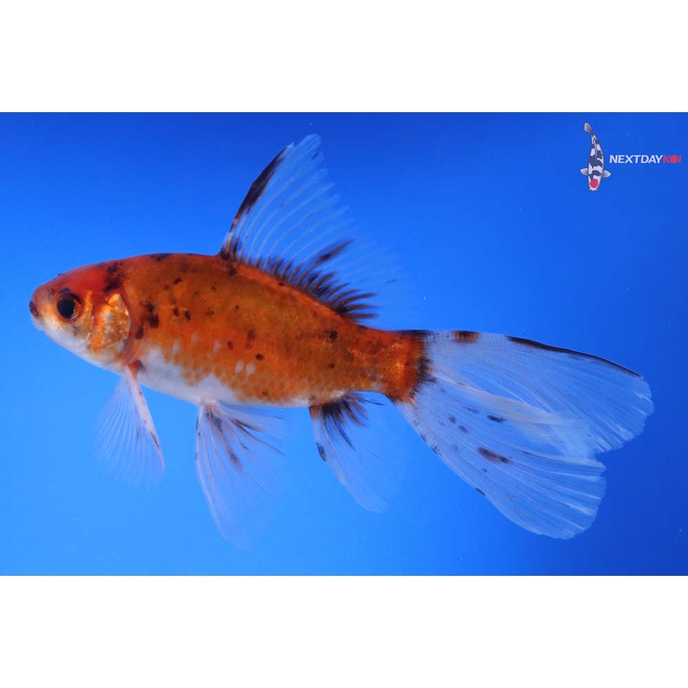 6” Imported Bristol Shubunkin