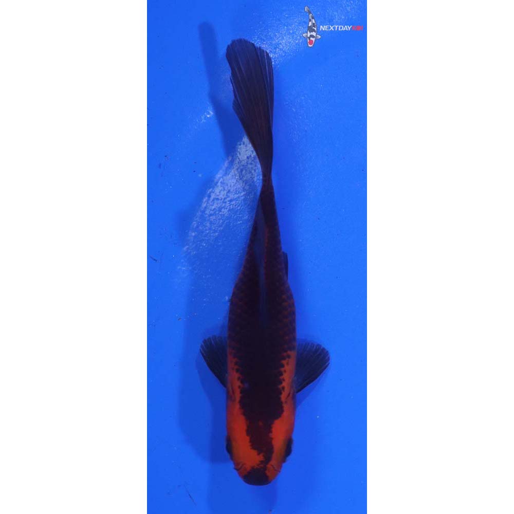 3.5” Imported Red Panda Comet