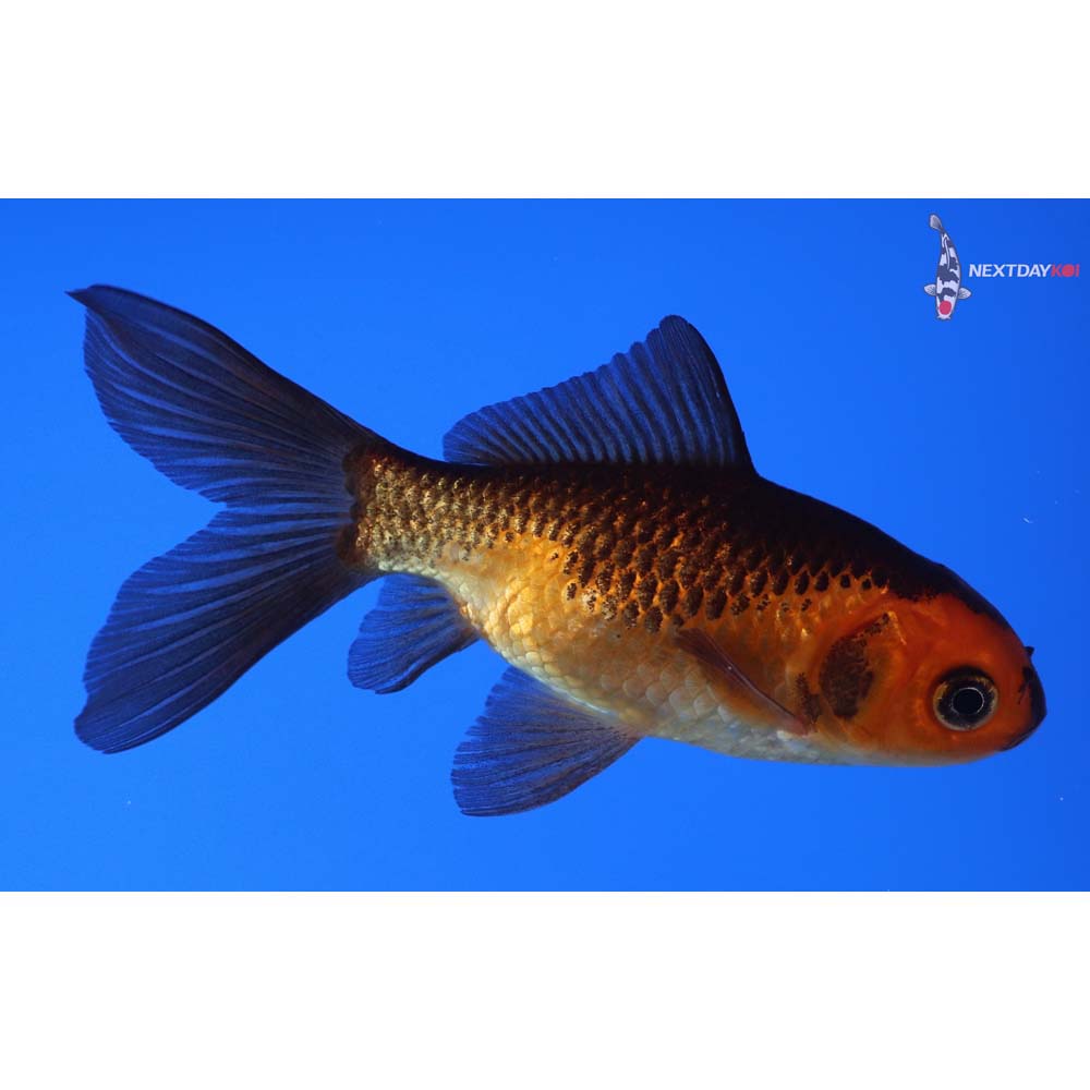 3.5” Imported Red Panda Comet