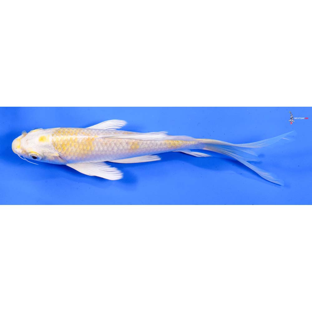 7” Imported Lemon Hariwake Butterfly Koi