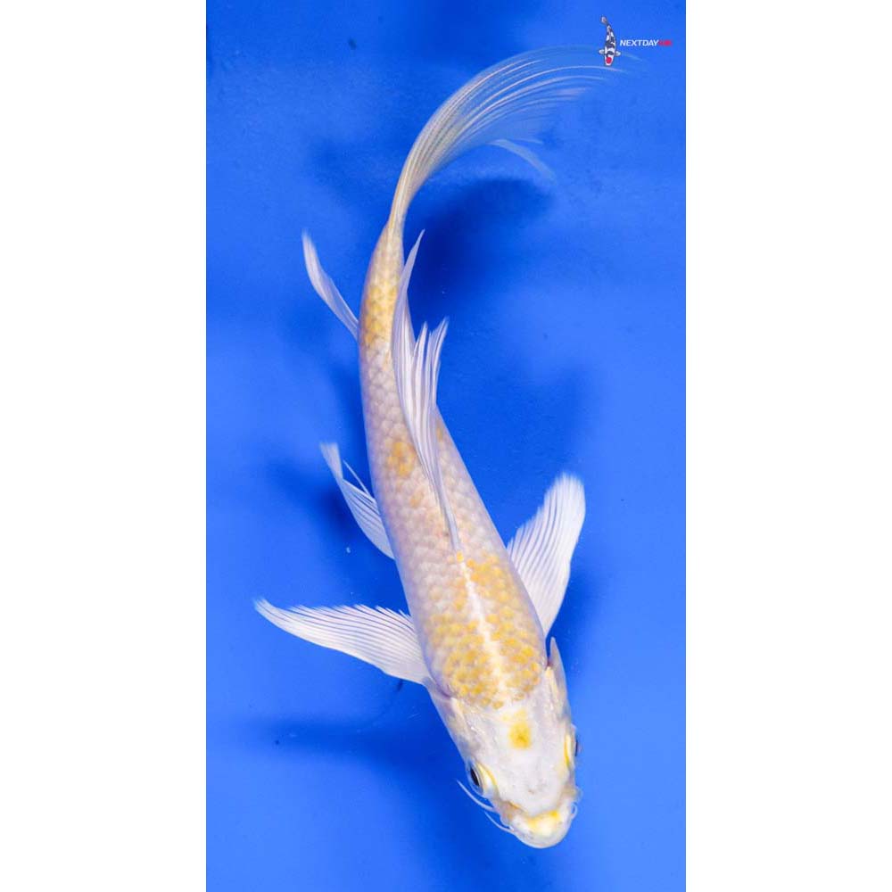 7” Imported Lemon Hariwake Butterfly Koi