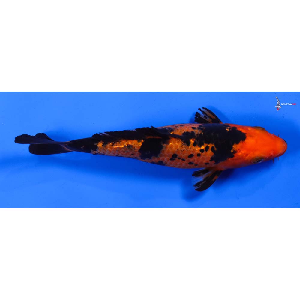 7” Imported Gin Rin Aka Bekko