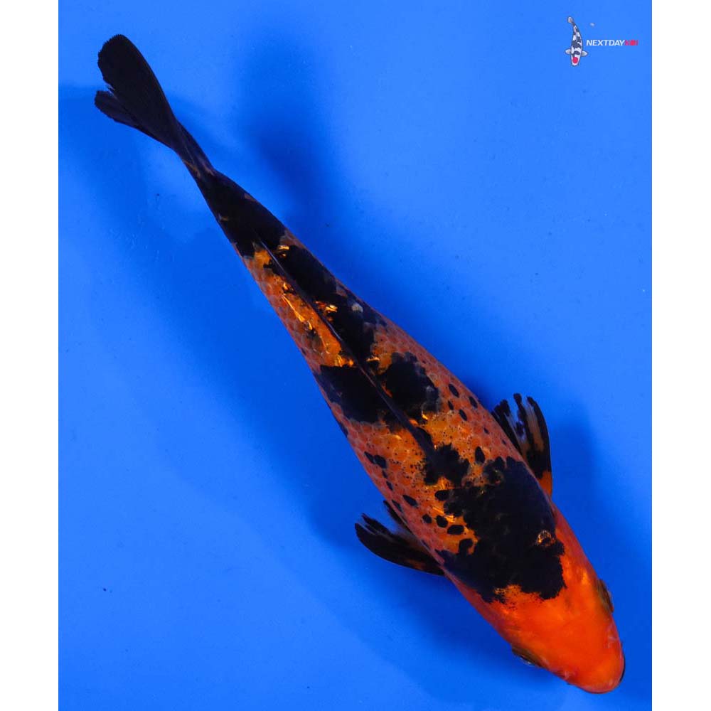 7” Imported Gin Rin Aka Bekko