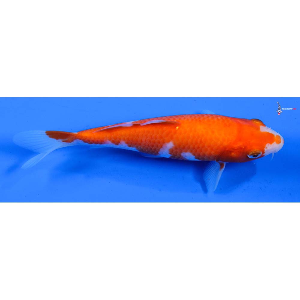 6.5” Imported Kohaku