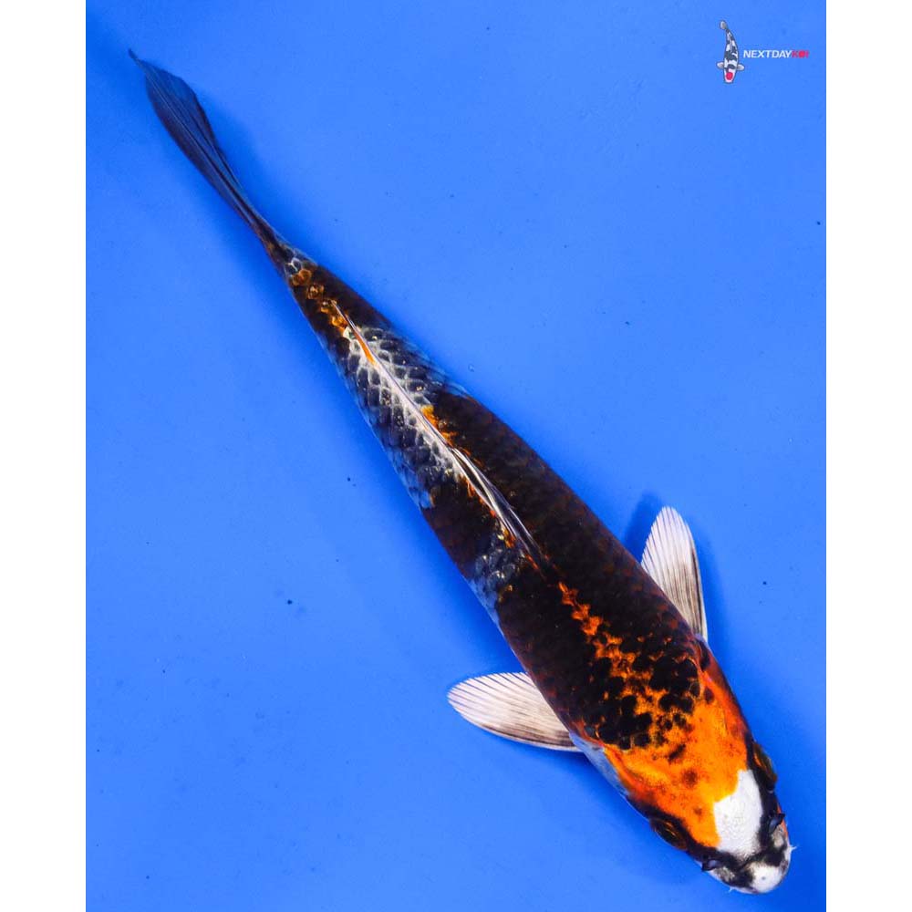 7” Imported Kujaku