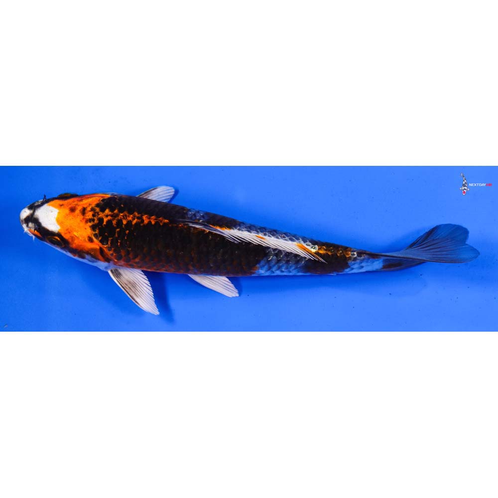 7” Imported Kujaku