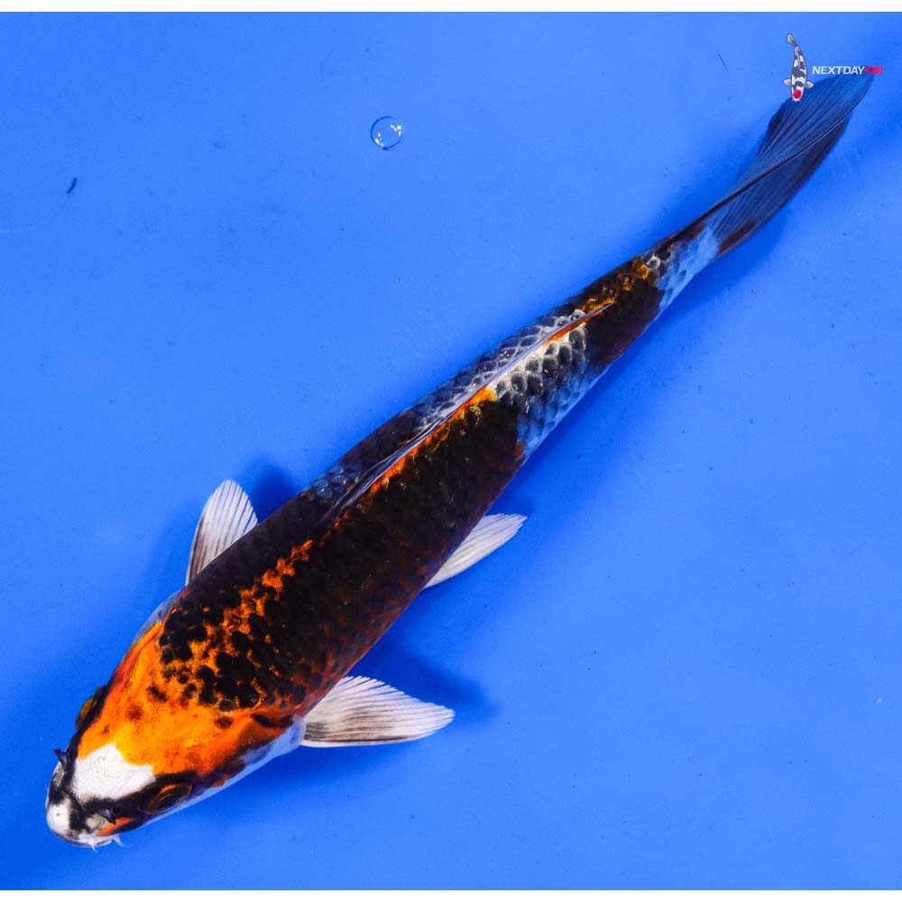 7” Imported Kujaku