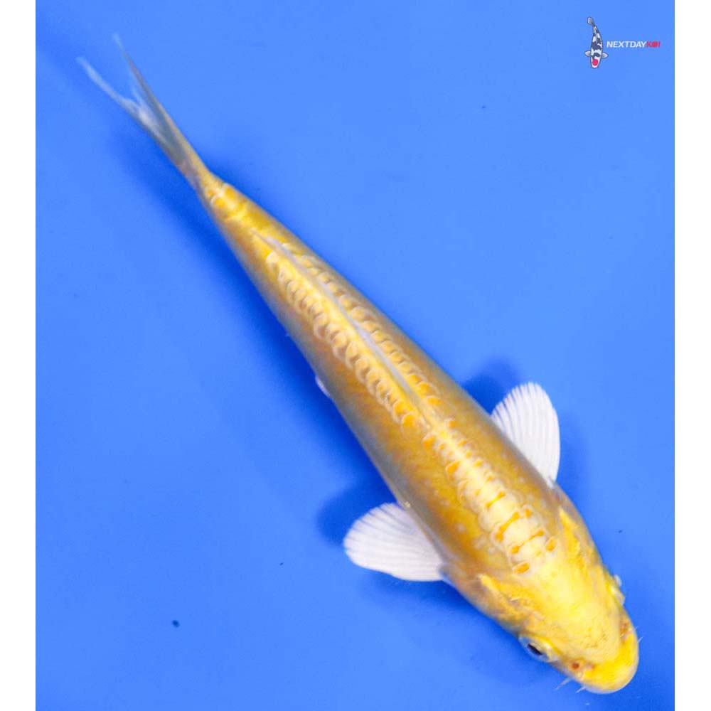 7” Imported Doitsu Yamabuki Ogon