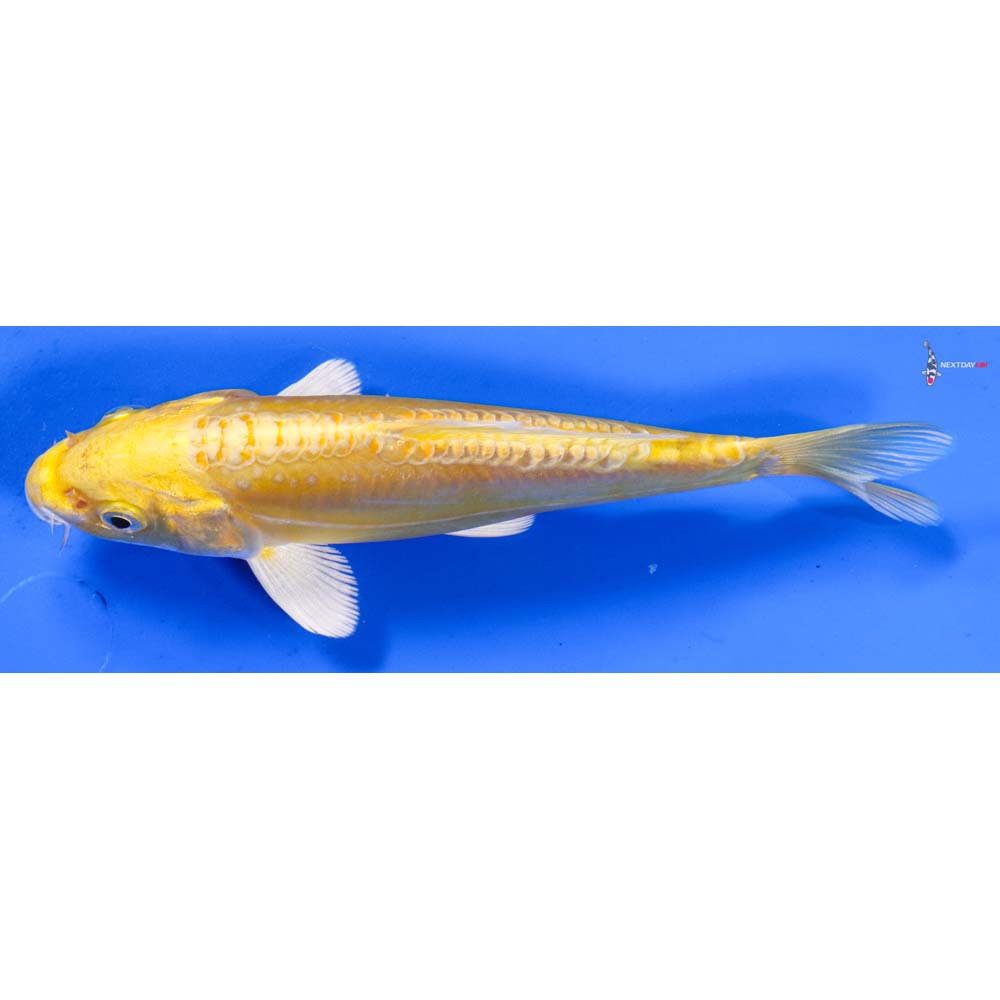 7” Imported Doitsu Yamabuki Ogon