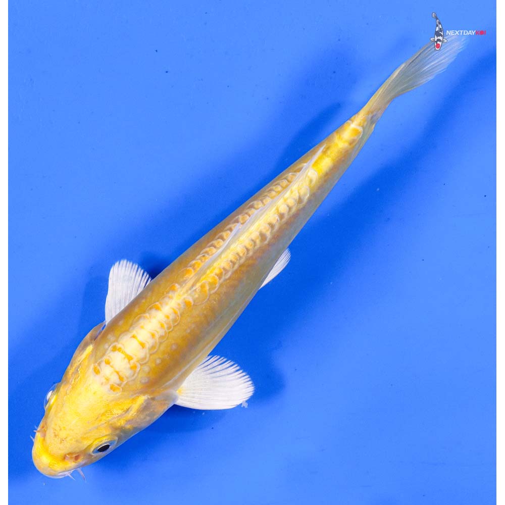 7” Imported Doitsu Yamabuki Ogon