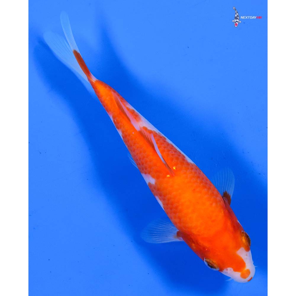 6.5” Imported Kohaku