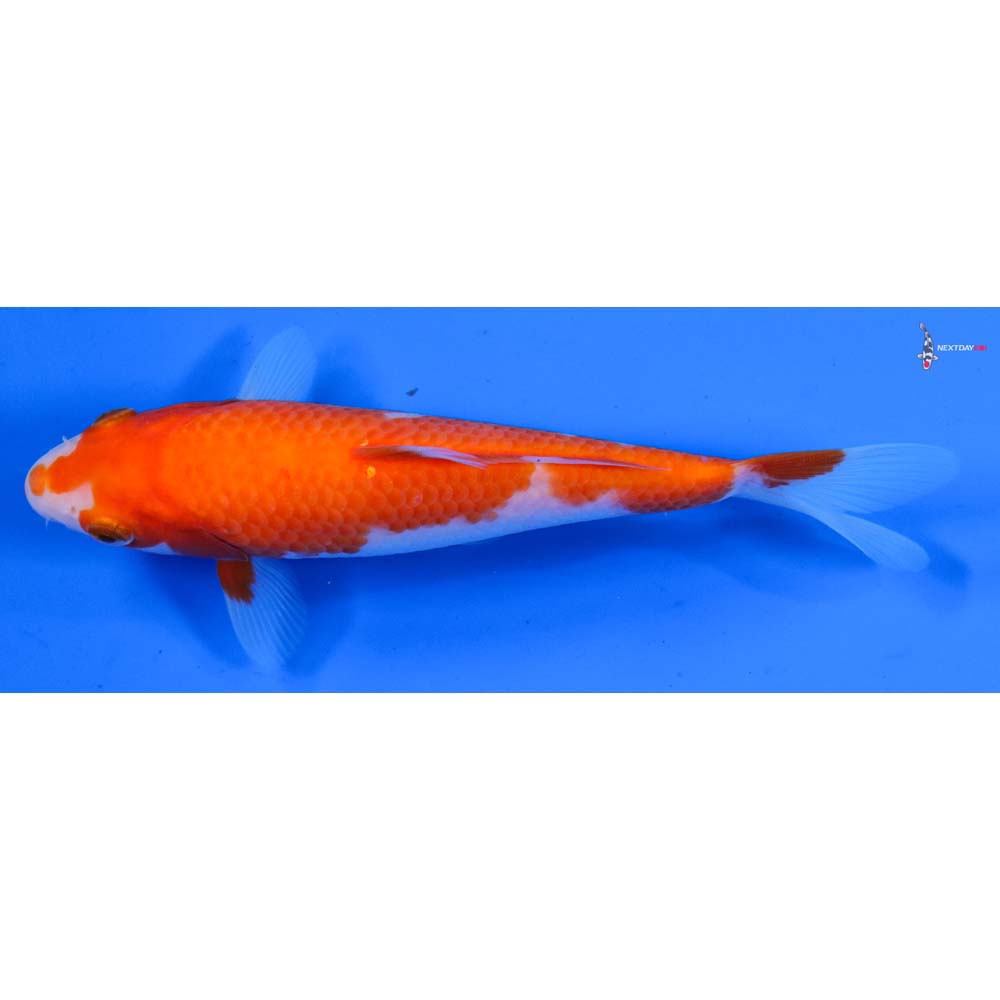 6.5” Imported Kohaku