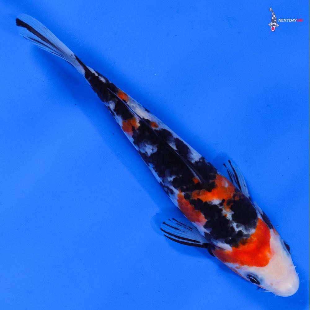 7.5” Imported Sanke