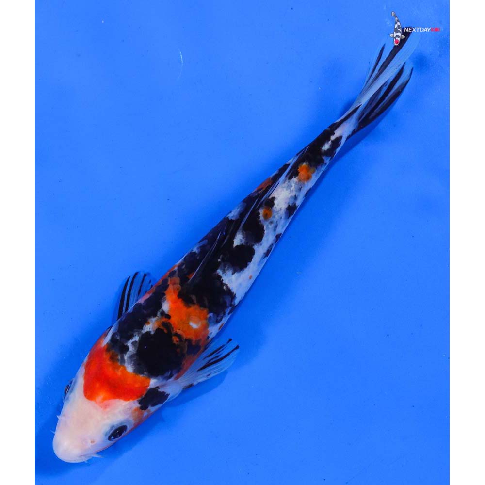 7.5” Imported Sanke