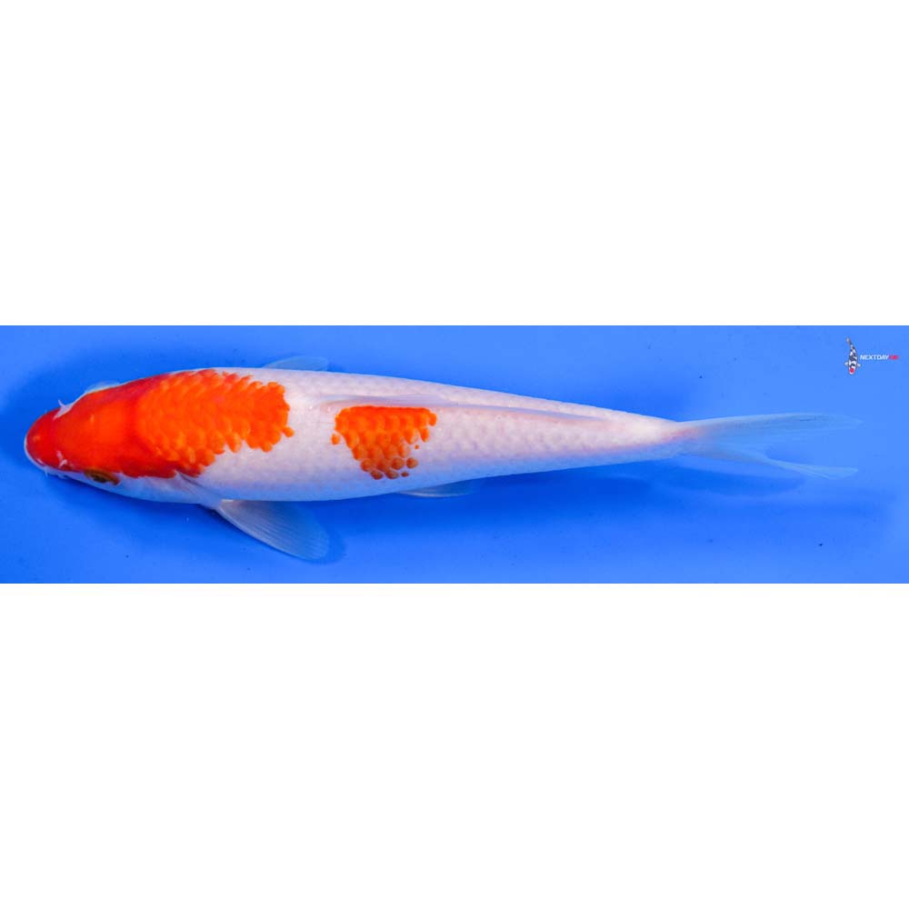 8” Imported Kohaku