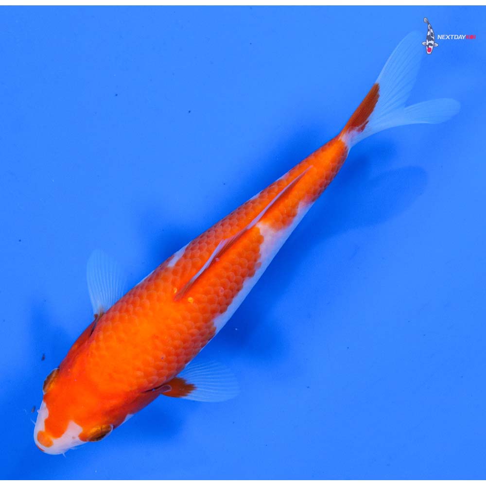 6.5” Imported Kohaku