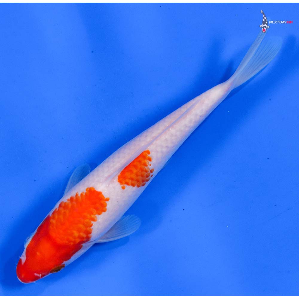 8” Imported Kohaku