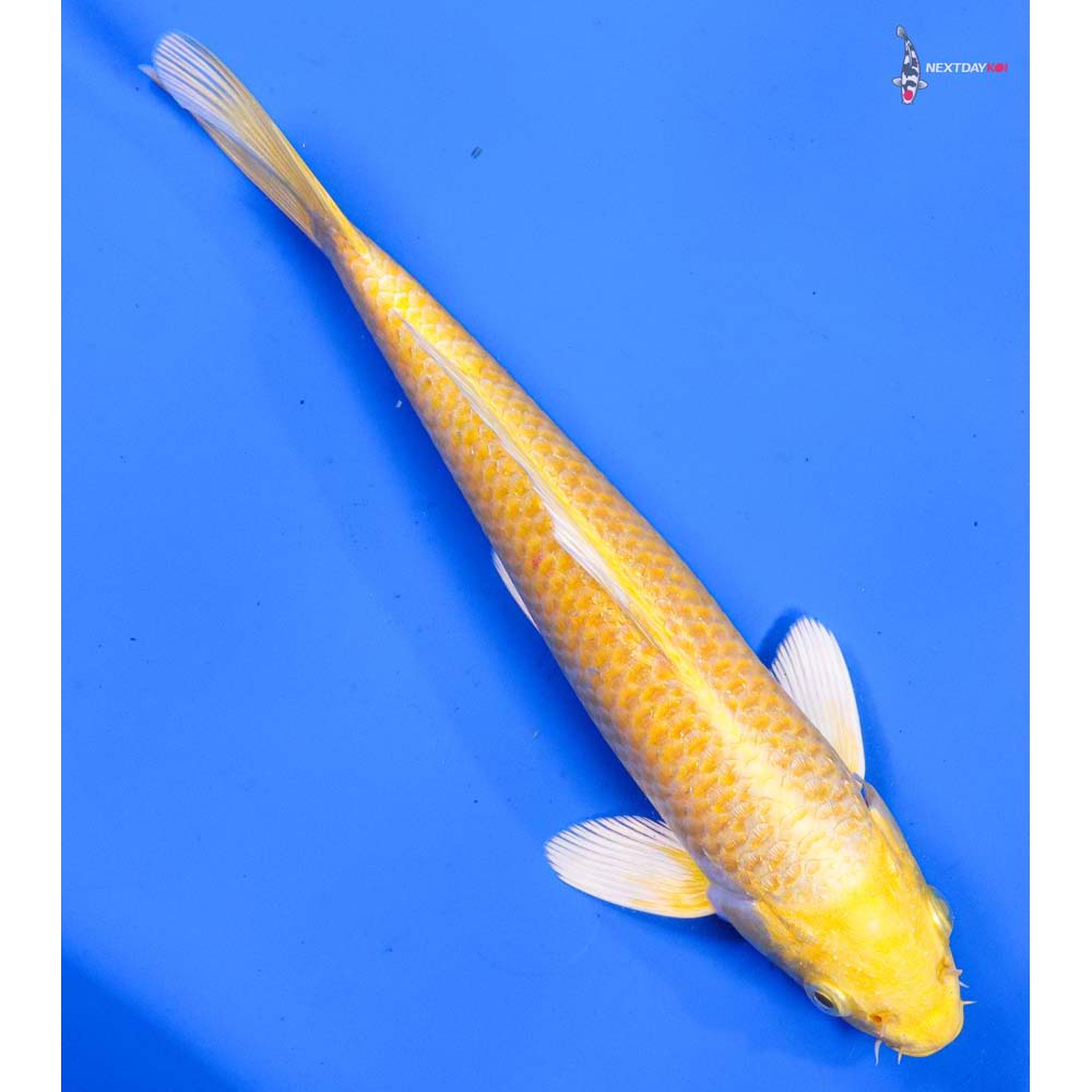 8” Imported Yamabuki Ogon