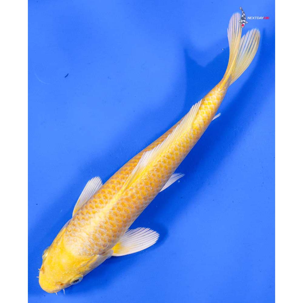 8” Imported Yamabuki Ogon