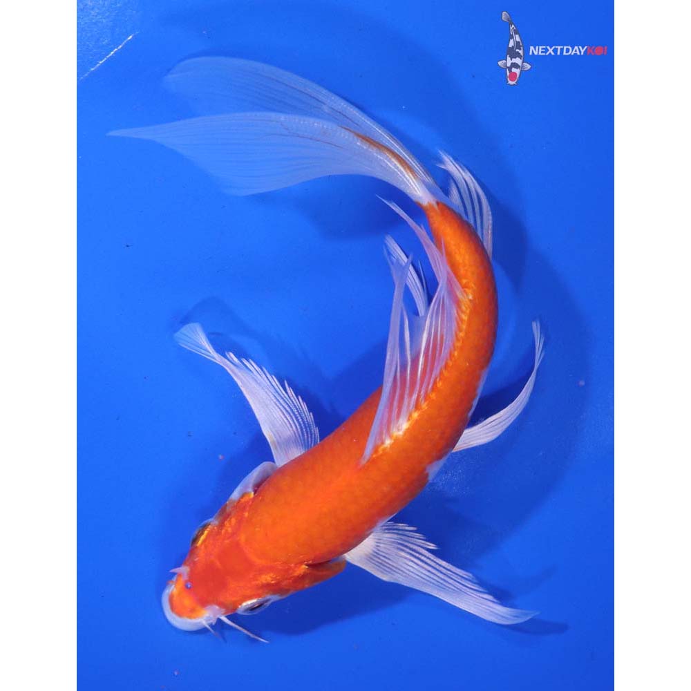 6.5” Imported Hariwake Butterfly Koi