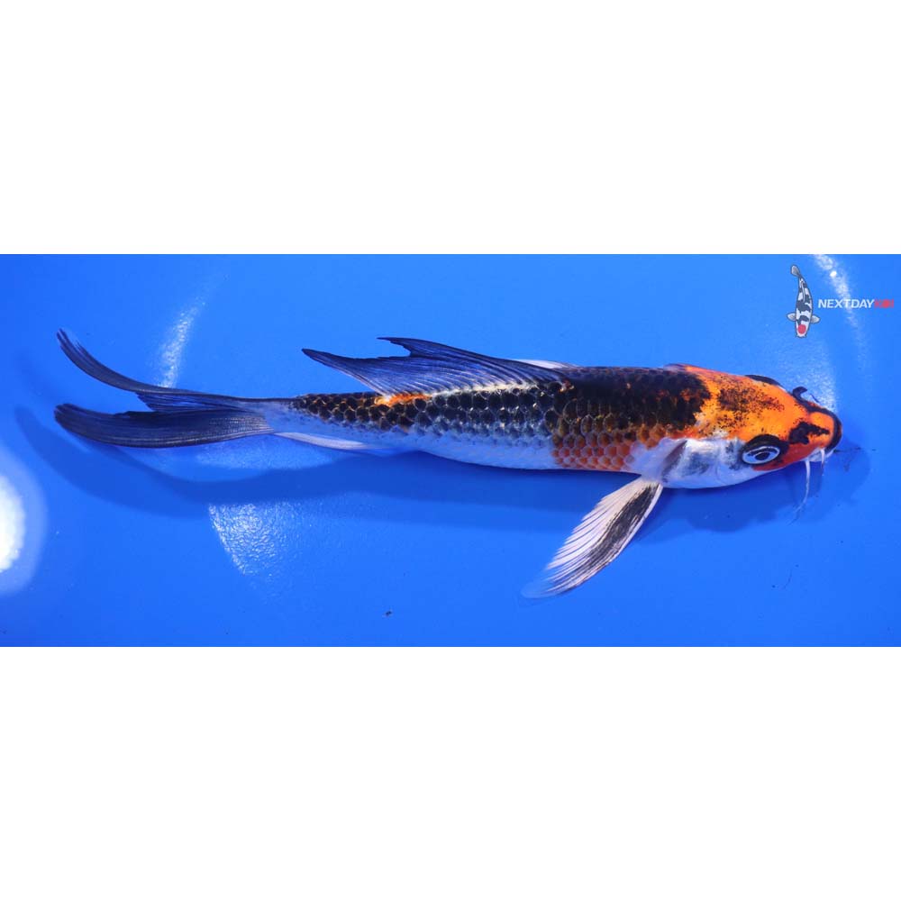 7” Imported Kujaku Butterfly Koi