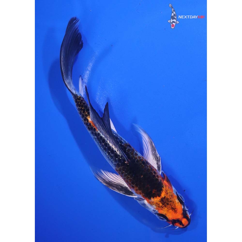 7” Imported Kujaku Butterfly Koi
